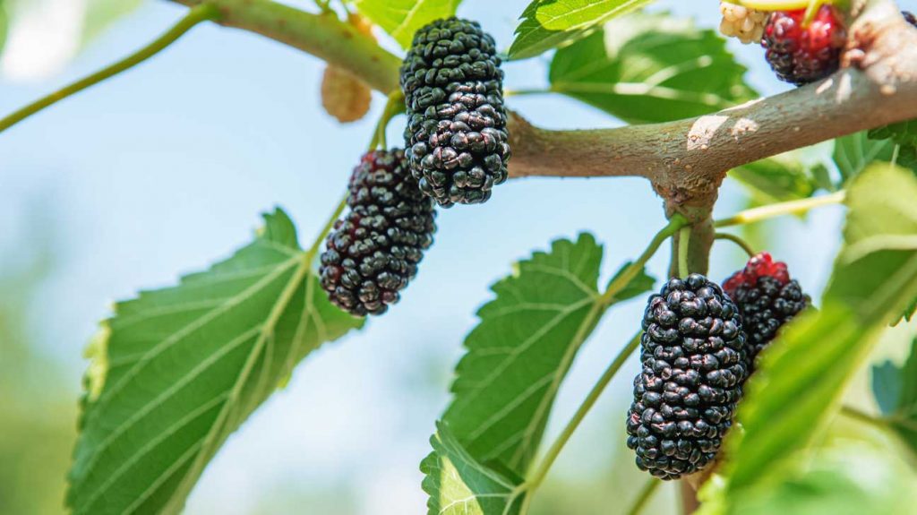 4 Reasons Why You Would Want to Buy Mulberry Tree Online