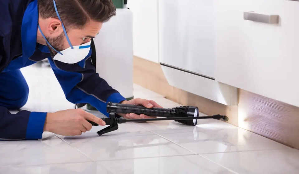 Eight Signs that Cockroaches Have Taken Over Your Home