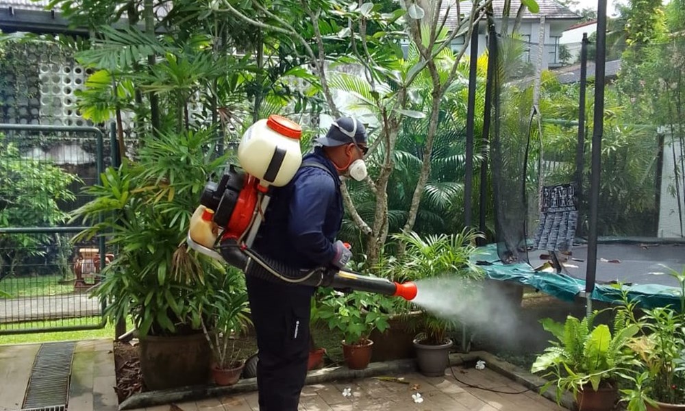 How to Prevent Mosquitoes This Summer in Mansfield, TX? Pest Control