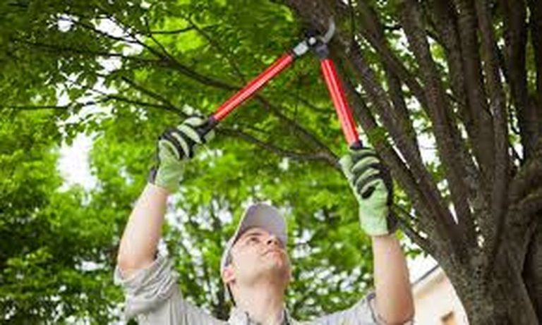 Signs That Indicate a Tree Needs to Be Removed
