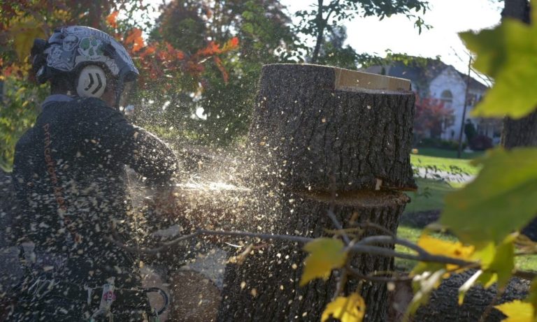 The Future of Urban Forestry: Sustainability in Sydney Tree Services